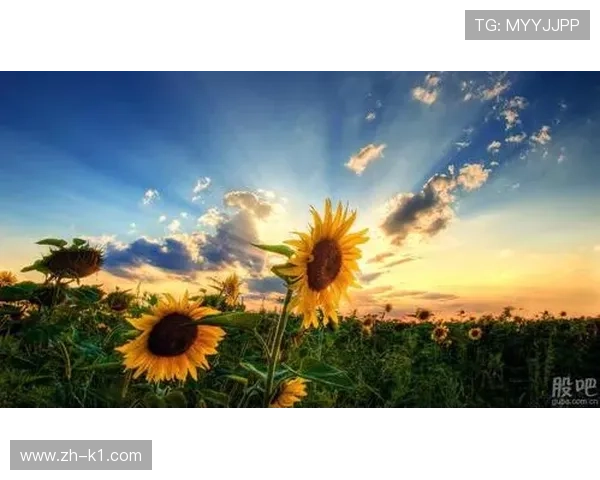 信号制作标准趋向统一，提升多平台分发一致性